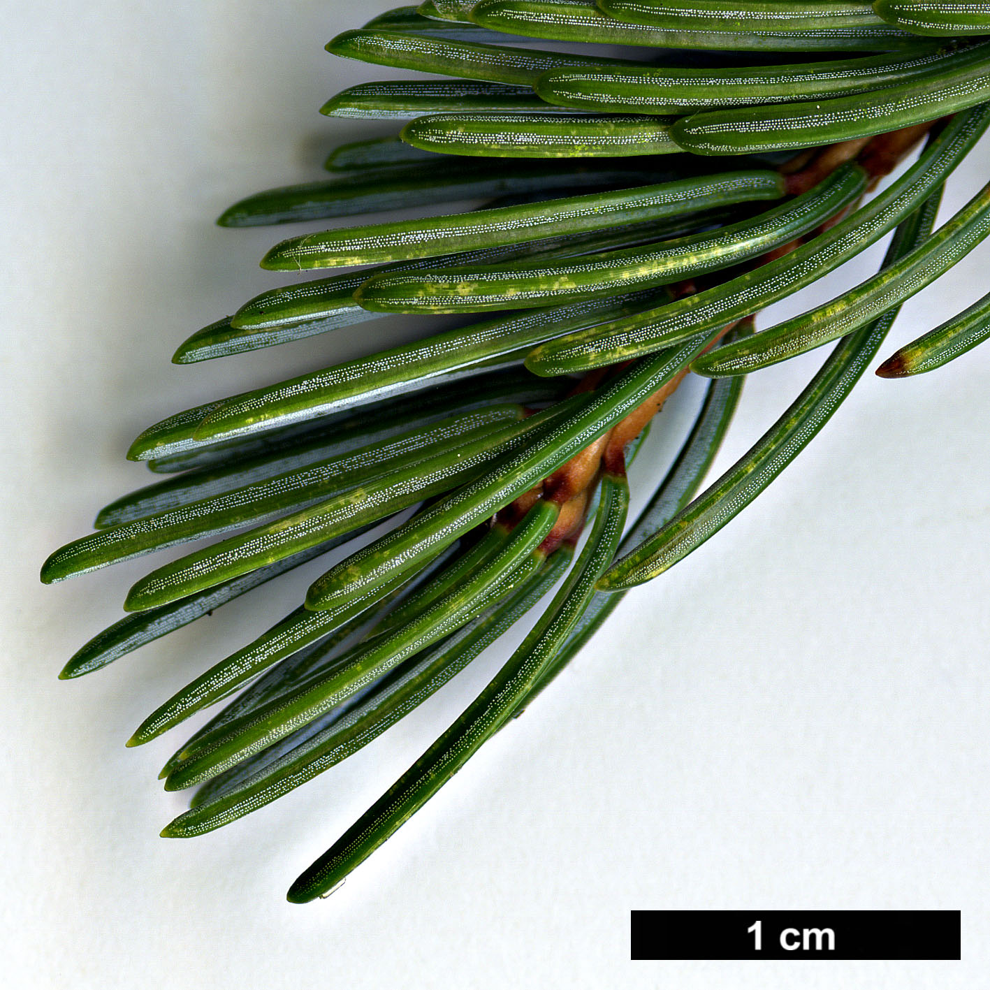 High resolution image: Family: Pinaceae - Genus: Picea - Taxon: alcoquiana - SpeciesSub: var. reflexa High resolution image: Family: Pinaceae - Genus: Picea - Taxon: alcoquiana - SpeciesSub: var. reflexa